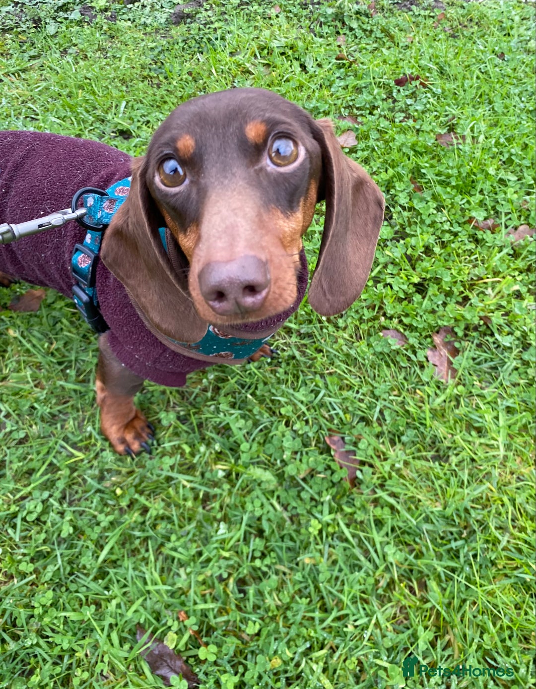 Miniature Dachshund dogs for sale: 1yo Miniature Dachshund - Advert 7