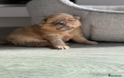 Pomeranian dogs for sale: Female Pom Puppy - Image 6
