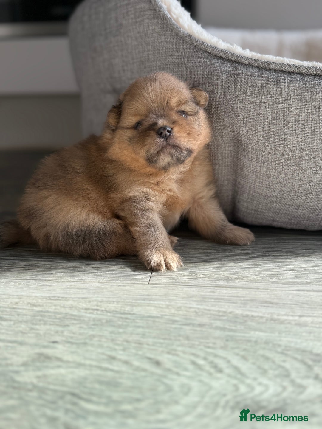 Pomeranian dogs for sale: Female Pom Puppy - Image 6