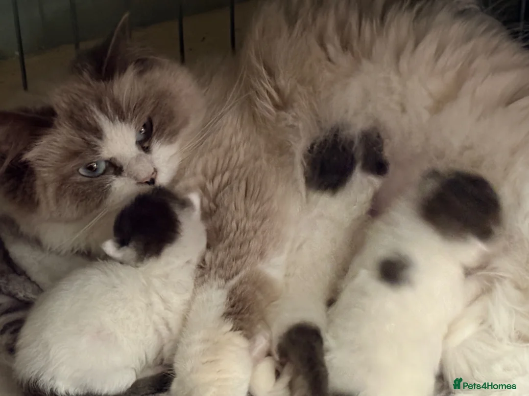 Mixed Breed cats for sale: Mischievous young male  - Advert 2