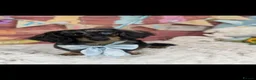 Miniature Dachshund dogs for stud: Bruno  in Bolton - Advert 1