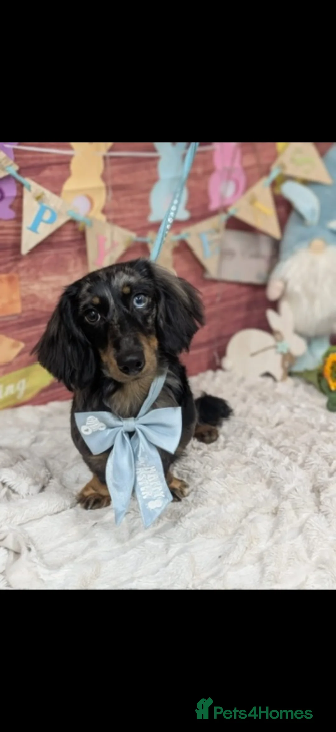 Miniature Dachshund dogs for stud: Bruno  in Bolton - Advert 1