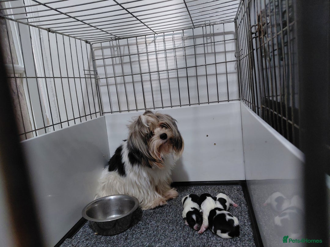 Biewer Terrier dogs for sale: Biewer Terrier puppies-White yorkie  - Advert 4
