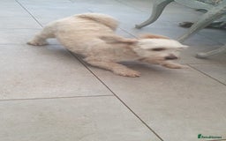 Shihpoo dogs for sale: George- 1 year old poodle shih tzu cross - Advert 4