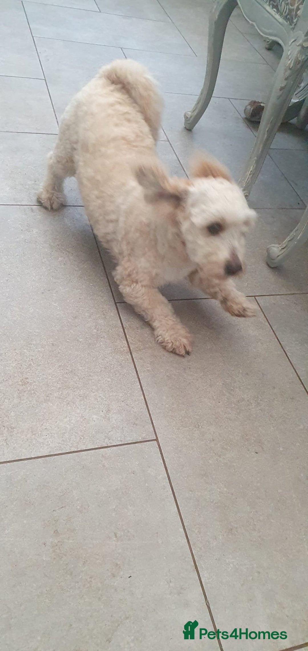 Shihpoo dogs for sale: George- 1 year old poodle shih tzu cross - Advert 4