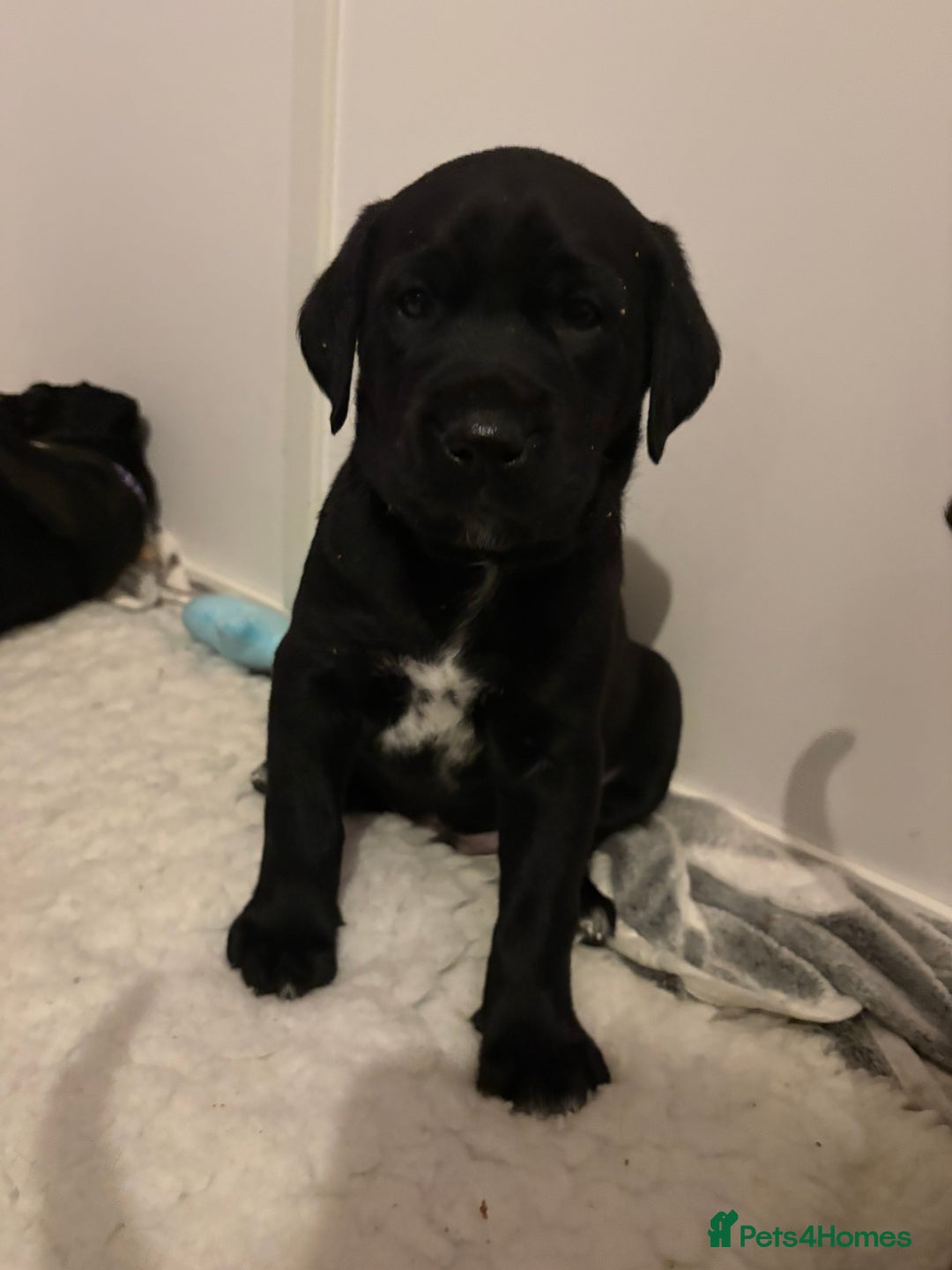 Mixed Breed dogs for sale: Beautiful Dalmador (lab X Dalmatian) puppies..!  - Advert 6