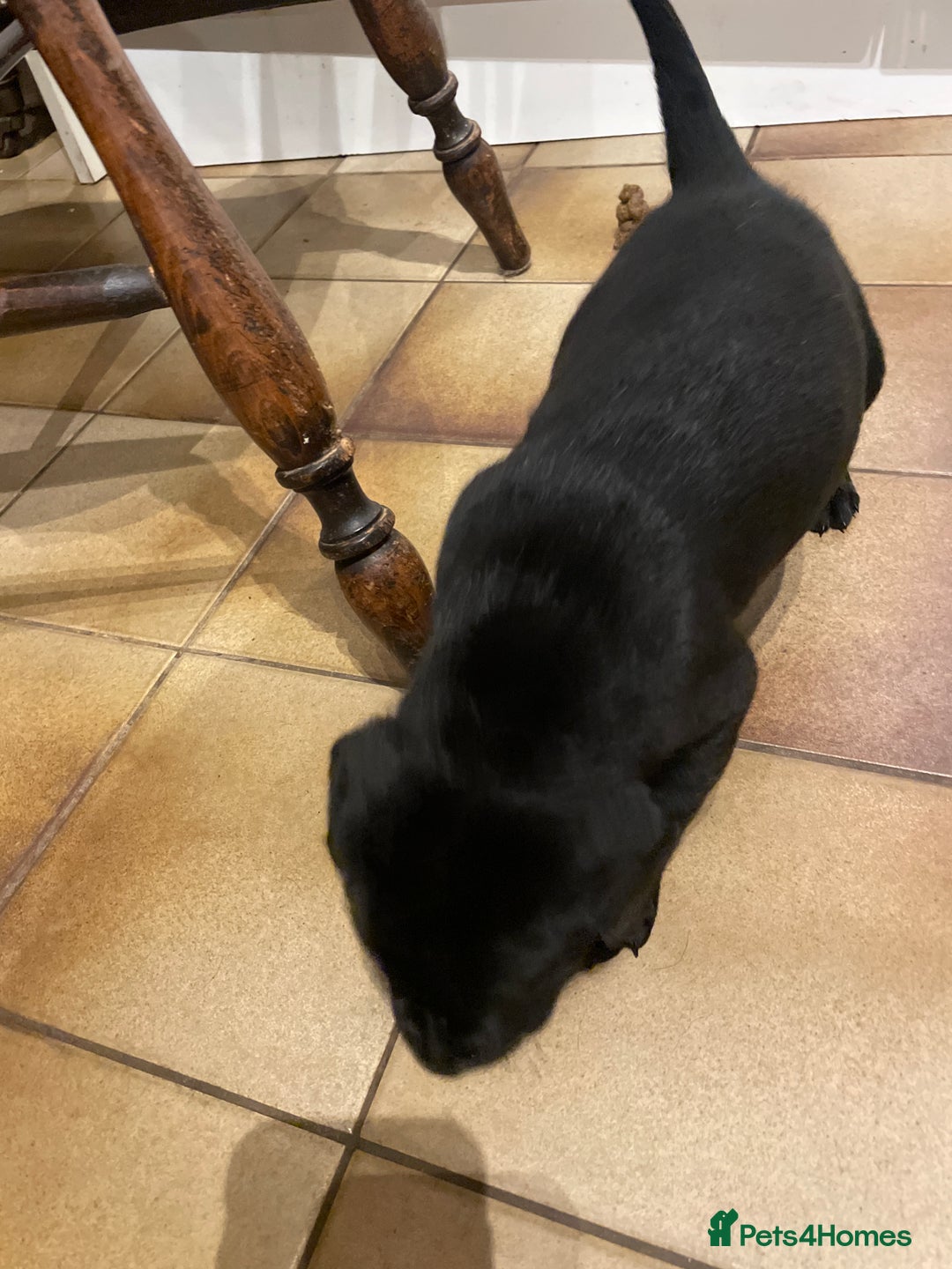 Labrador Retriever dogs for sale: Cotswold Born  Labrador Retriever Puppies. - Advert 14