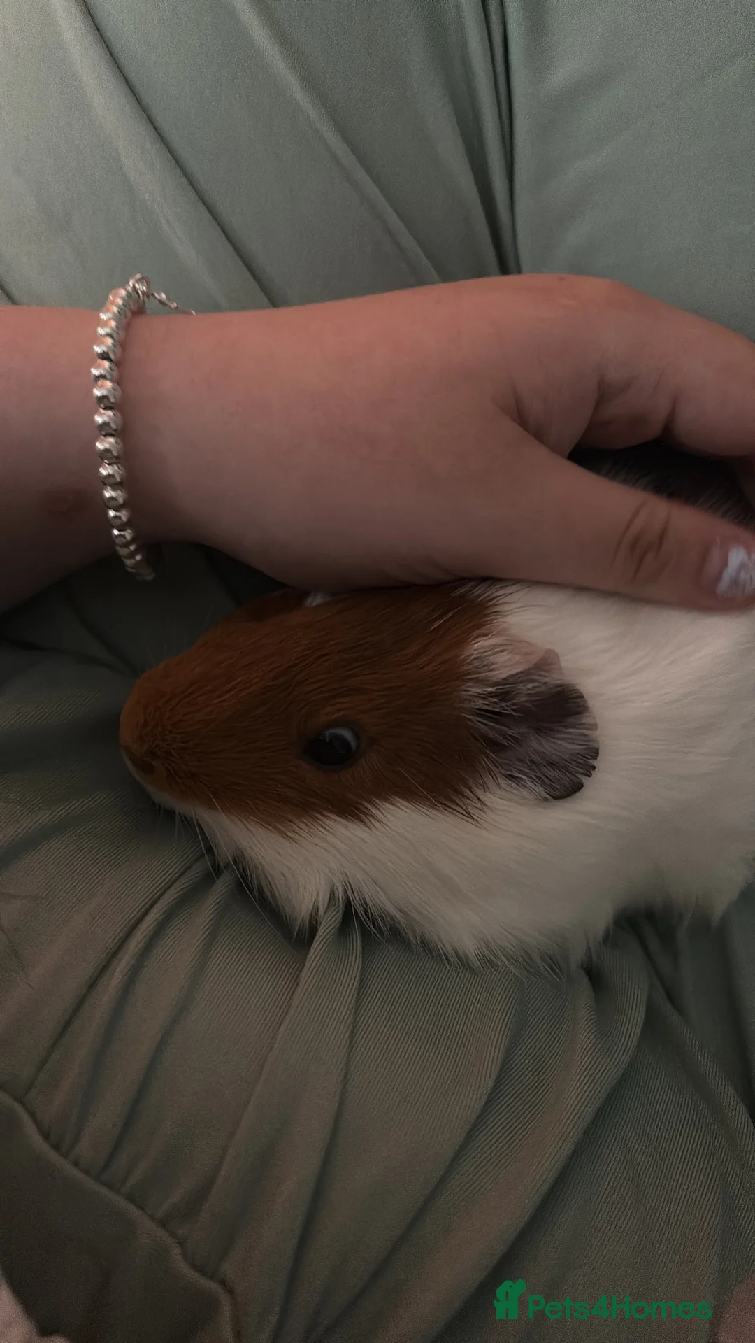 Guinea Pig rodents for sale: Male guinea pig in Derby - Advert 2