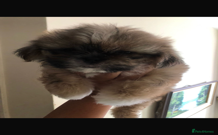 Shih Tzu dogs - Advert 15