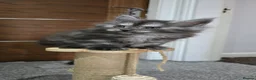 Maine Coon cats for sale: 2 beautiful Maine Coones left - Advert 7
