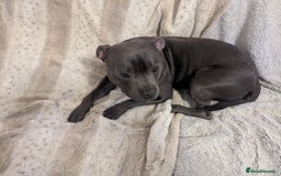 Staffordshire Bull Terrier dogs for sale: Blue staff for sale  - Image 12