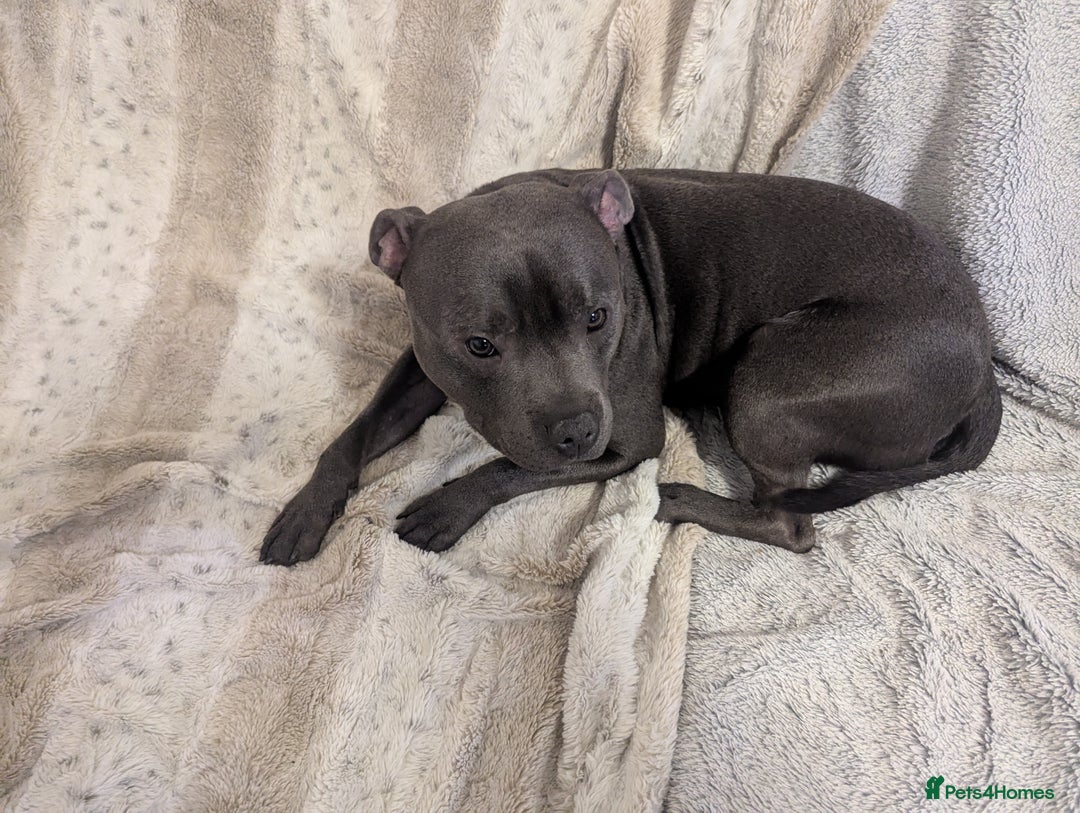 Staffordshire Bull Terrier dogs for sale: Blue staff for sale  - Image 12