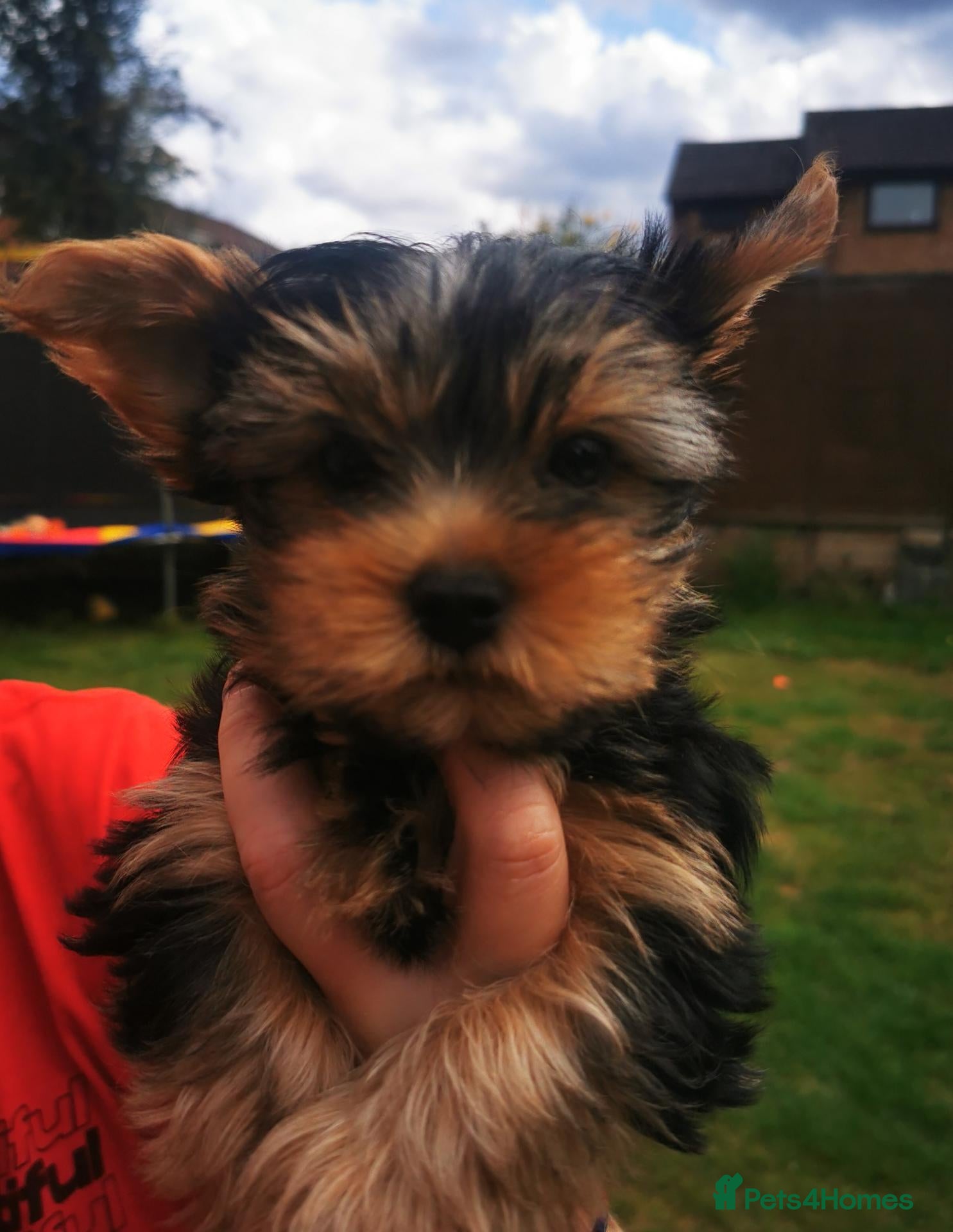 Yorkshire Terrier dogs Gorgeous Yorkshire Terrier Puppies 🐾 - Advert 12