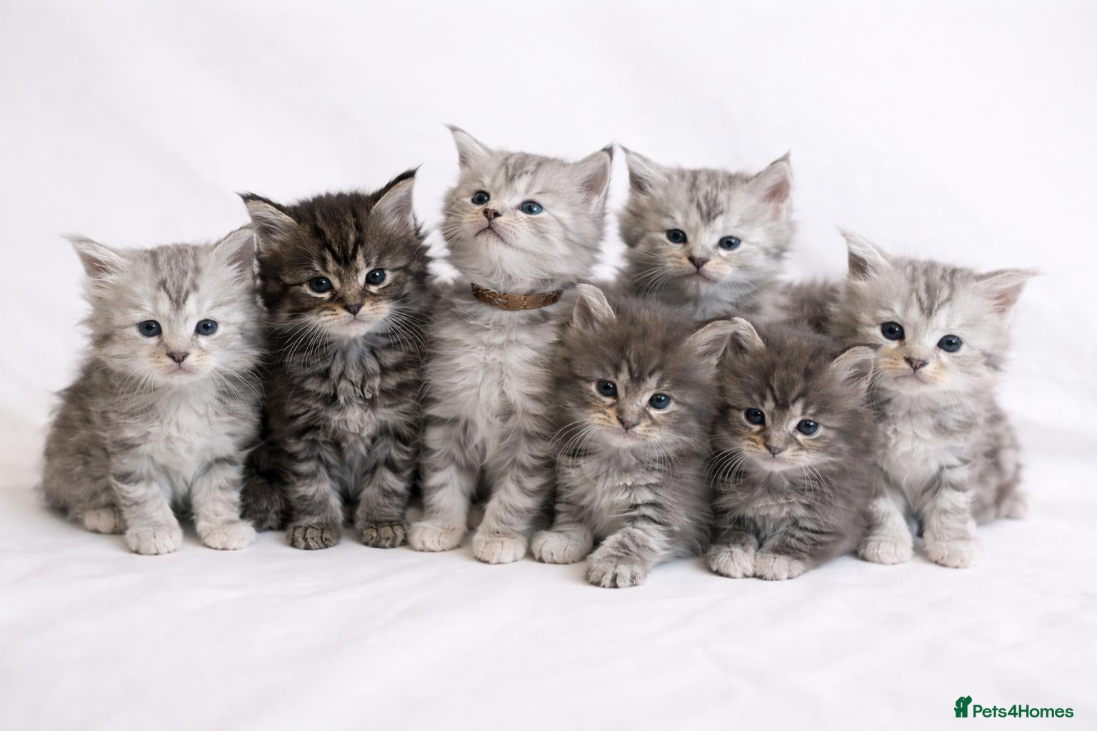 Maine Coon cats Outstanding Maine Coon Kittens | Champion lines - Advert 2
