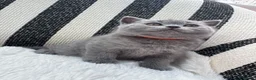 British Shorthair cats for sale: 💐British Shorthair Kittens (Blue)💐 - Advert 3