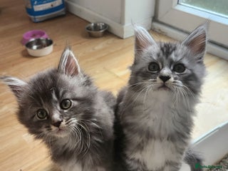 Maine Coon cats - Advert 17