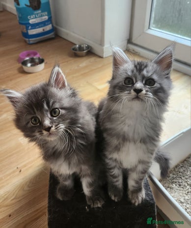 Maine Coon cats - Advert 10