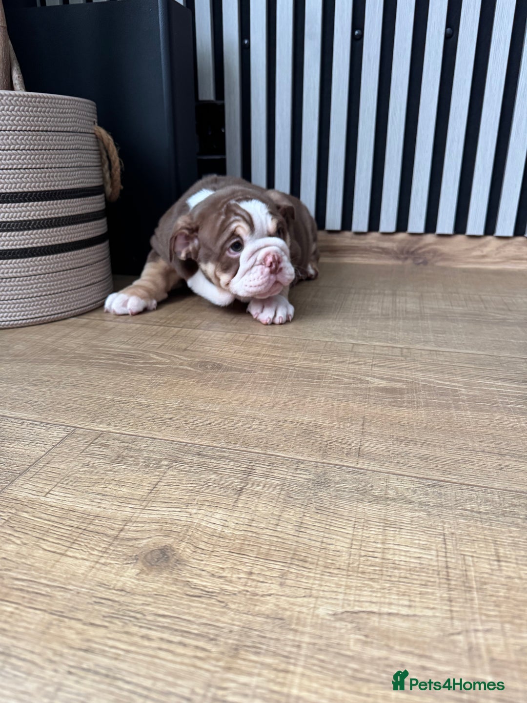 English Bulldog dogs for sale: Our girl looking for a warm sofa and fully love🏠 - Advert 7