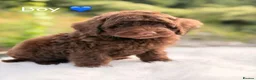 Cavapoo dogs for sale: Cavapoo puppies  - Advert 4