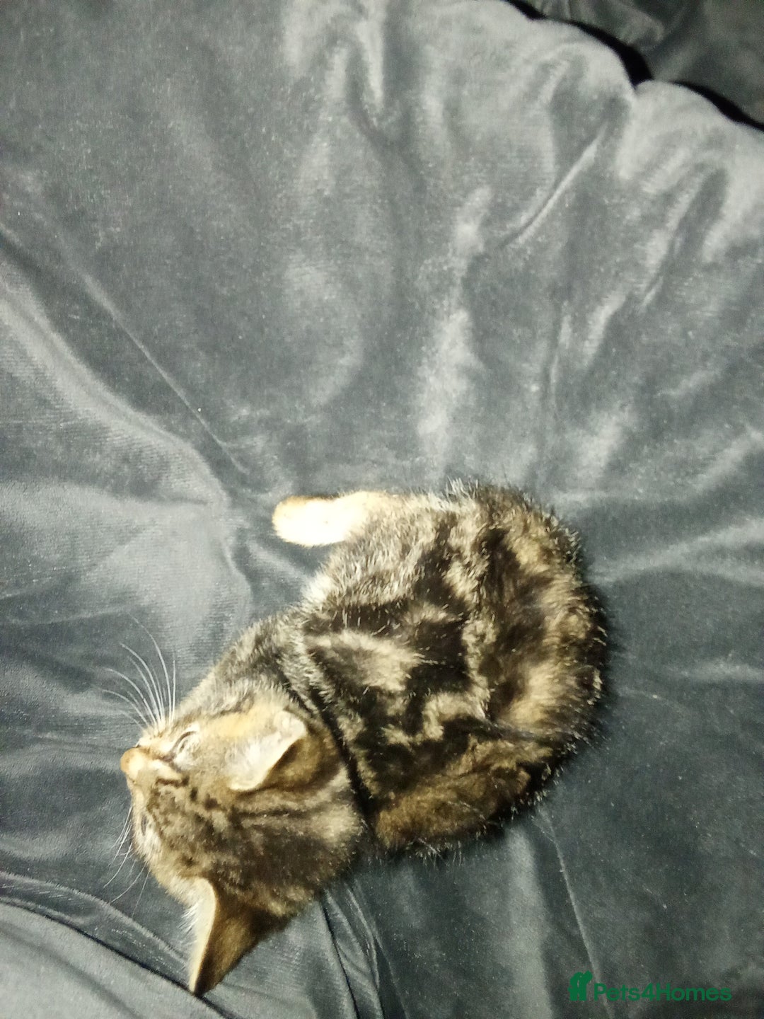 Mixed Breed cats for sale: Adorable kitten for urgent rehoming!! - Advert 4