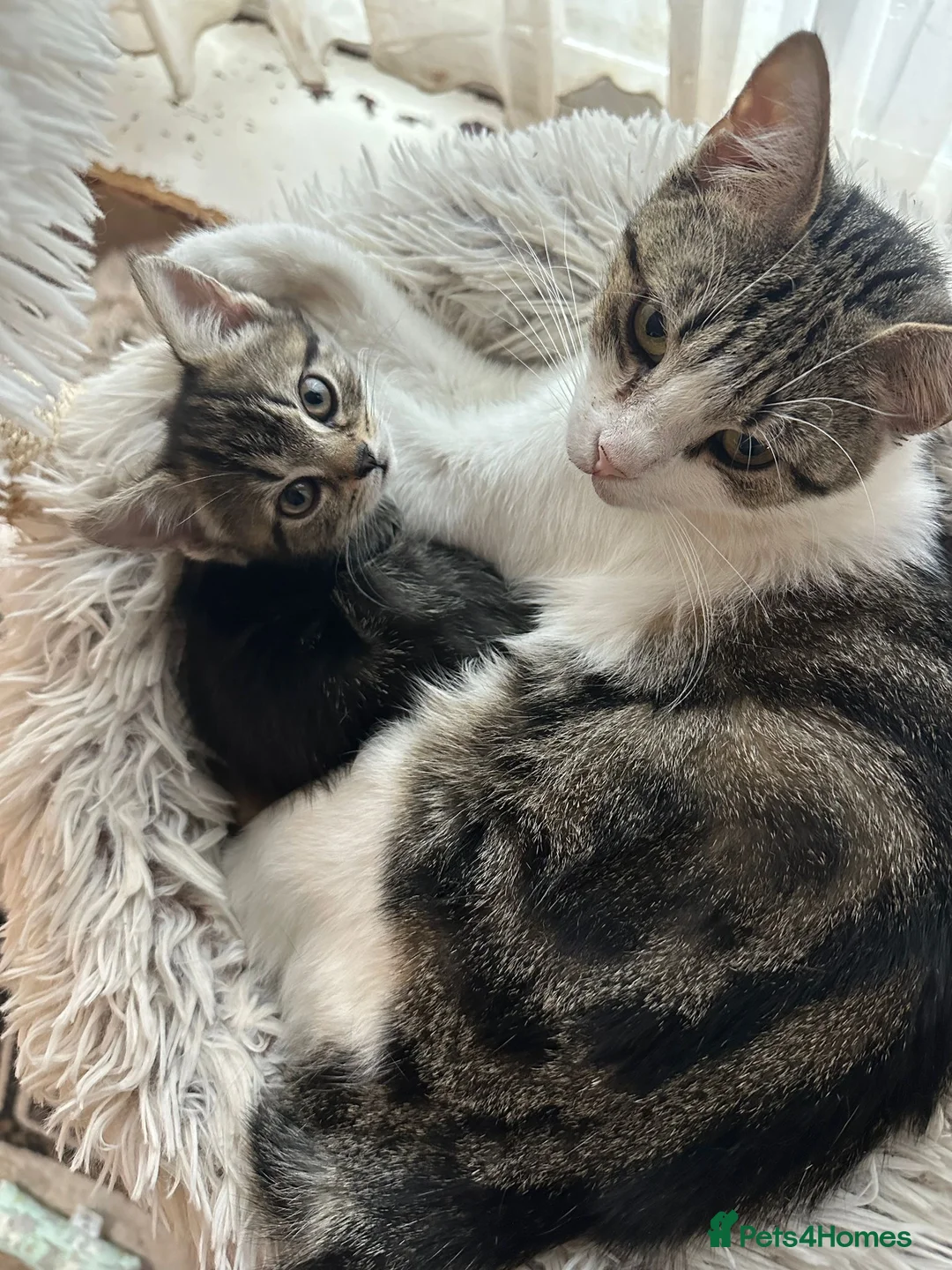 Manx cats for sale: ❤️ 5 adorable & mischievous Manx kittens  ❤️ - Advert 1