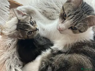 Manx cats ❤️ 5 adorable & mischievous Manx kittens ❤️ - Advert 6