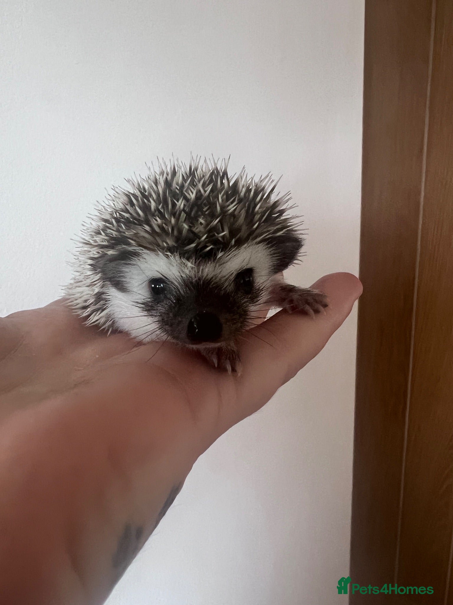 Pygmy Hedgehog rodents African Pygmy hedgehogs  - Advert 16