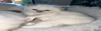 Ragdoll 3 - Blue Point Girl