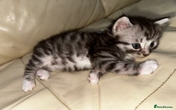 Mixed Breed cats for sale: 4 Male Kittens Available - Image 16