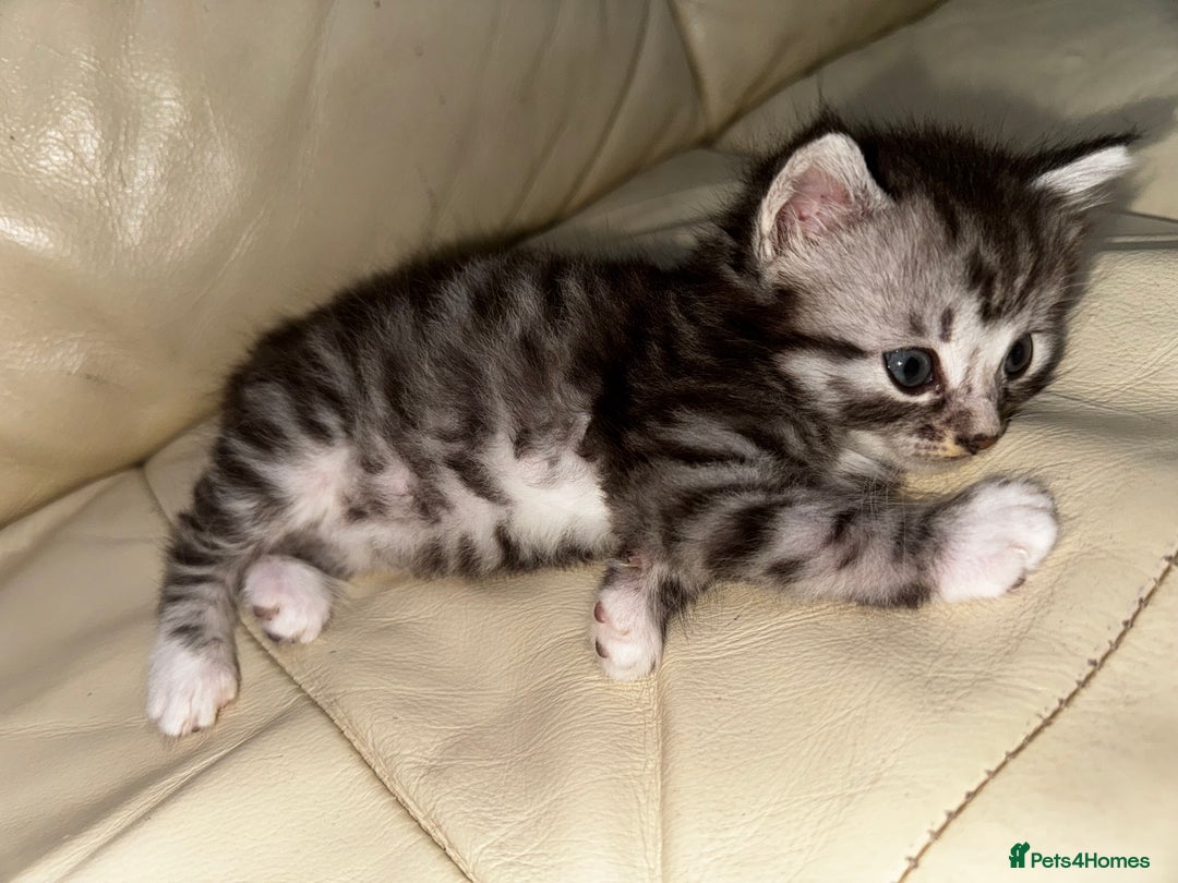 Mixed Breed cats for sale: 4 Male Kittens Available - Image 16