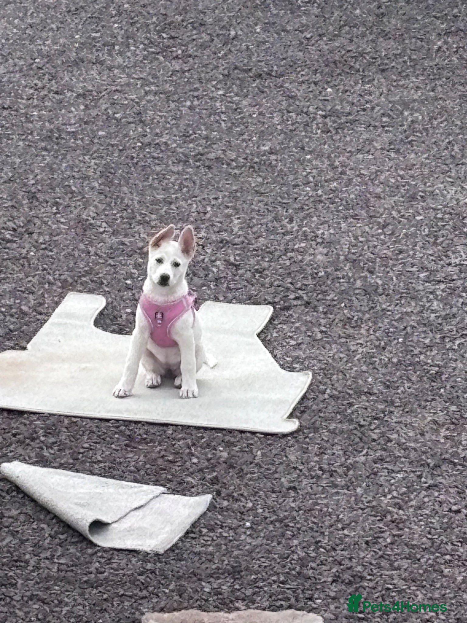 Mixed Breed dogs My beloved girl Bella  - Advert 2