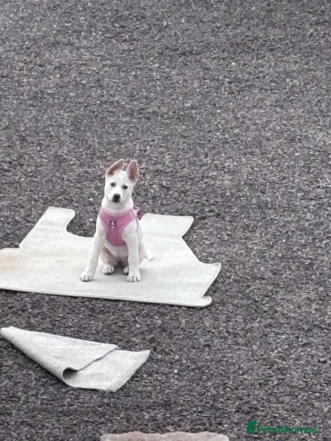 Mixed Breed dogs for sale: My beloved girl Bella  in Wrexham - Advert 1