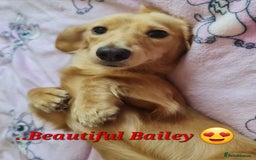 Miniature Dachshund dogs for stud: Beautiful KC Mini Long.H Full Eng. Cream Stud 🤍🐾 - Image 18