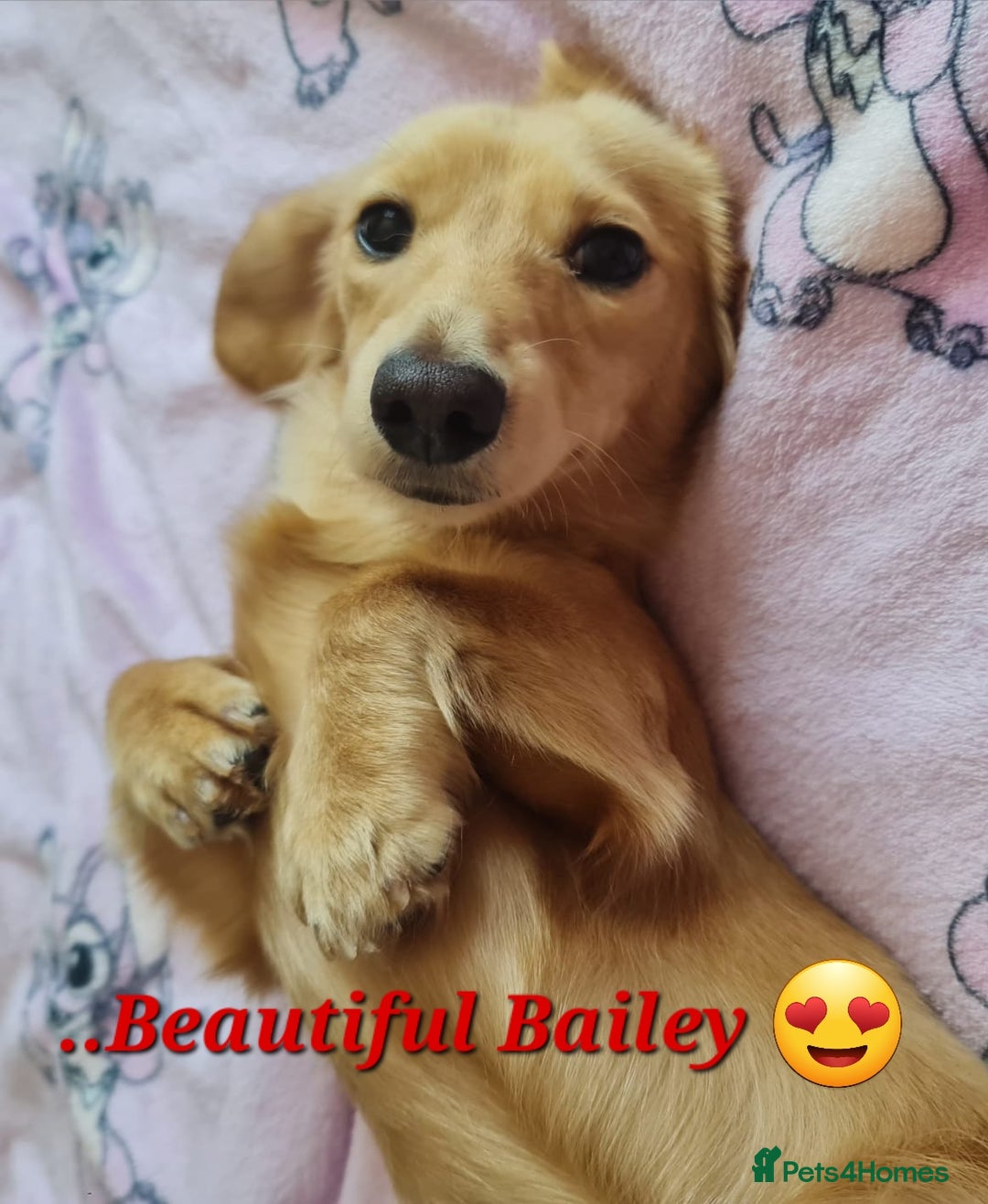 Miniature Dachshund dogs for stud: Beautiful KC Mini Long.H Full Eng. Cream Stud 🤍🐾 - Image 18