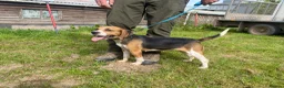 Beagle dogs for sale: Two year old Beagle bitch looking for a new home.  - Advert 4