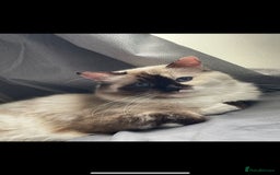 Ragdoll cats for sale: Stunning Rainbow of Ragdoll Kittens - Image 19