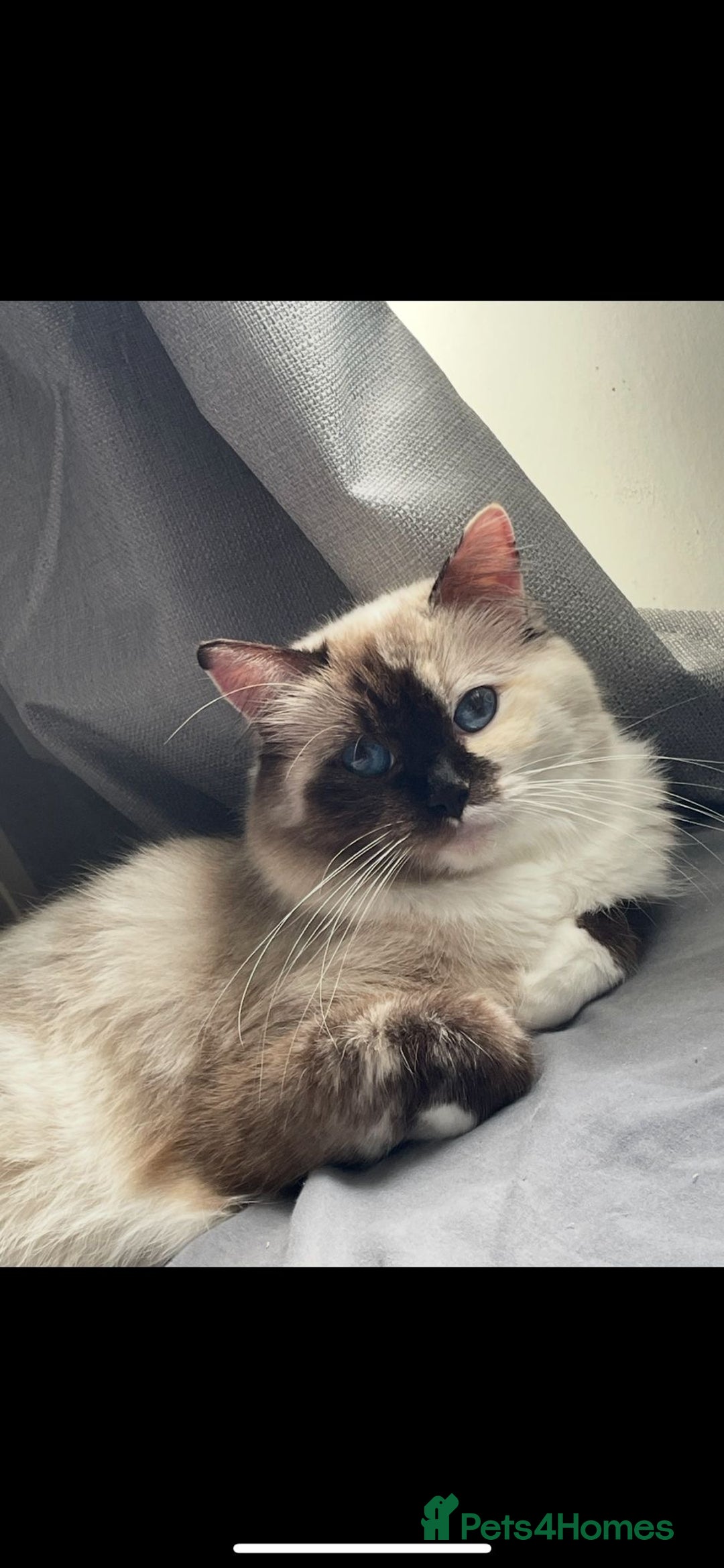 Ragdoll cats for sale: Stunning Rainbow of Ragdoll Kittens - Image 19