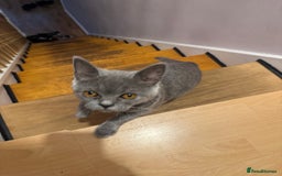 British Shorthair cats for sale: British Shorthair Kitten - Image 2