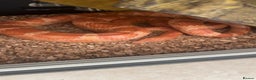 Corn Snake reptiles for sale: This is my 7 yr old corn snake called Bella  - Advert 1