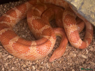Corn Snake reptiles - Advert 12