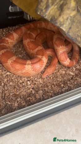 Corn Snake reptiles - Advert 1