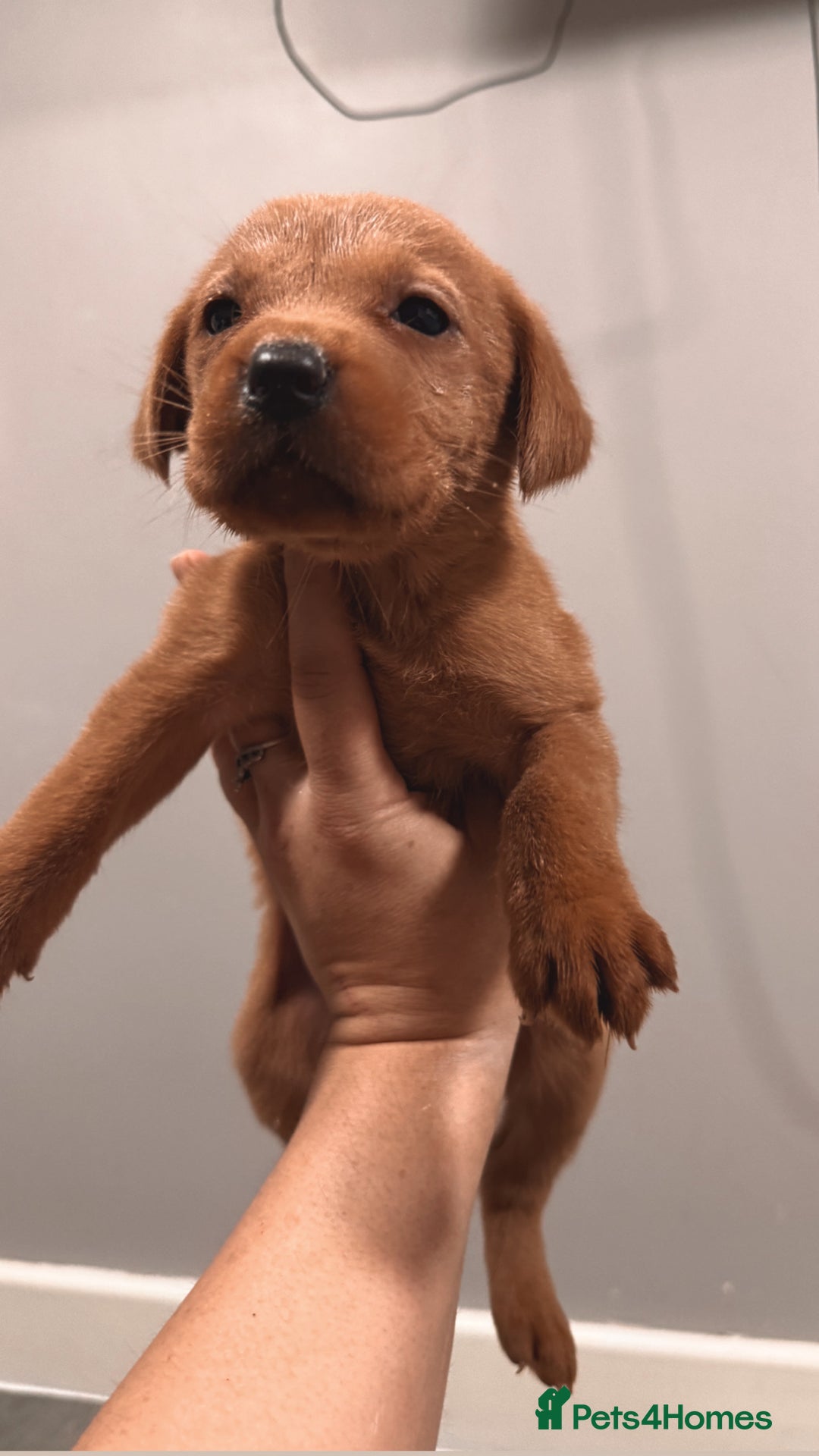 Labrador Retriever dogs for sale: Beautiful, fox red labradors - Advert 21