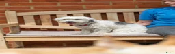 Mixed Breed dogs for adoption: Regina - nickname - Reggie in Fleet - Advert 4