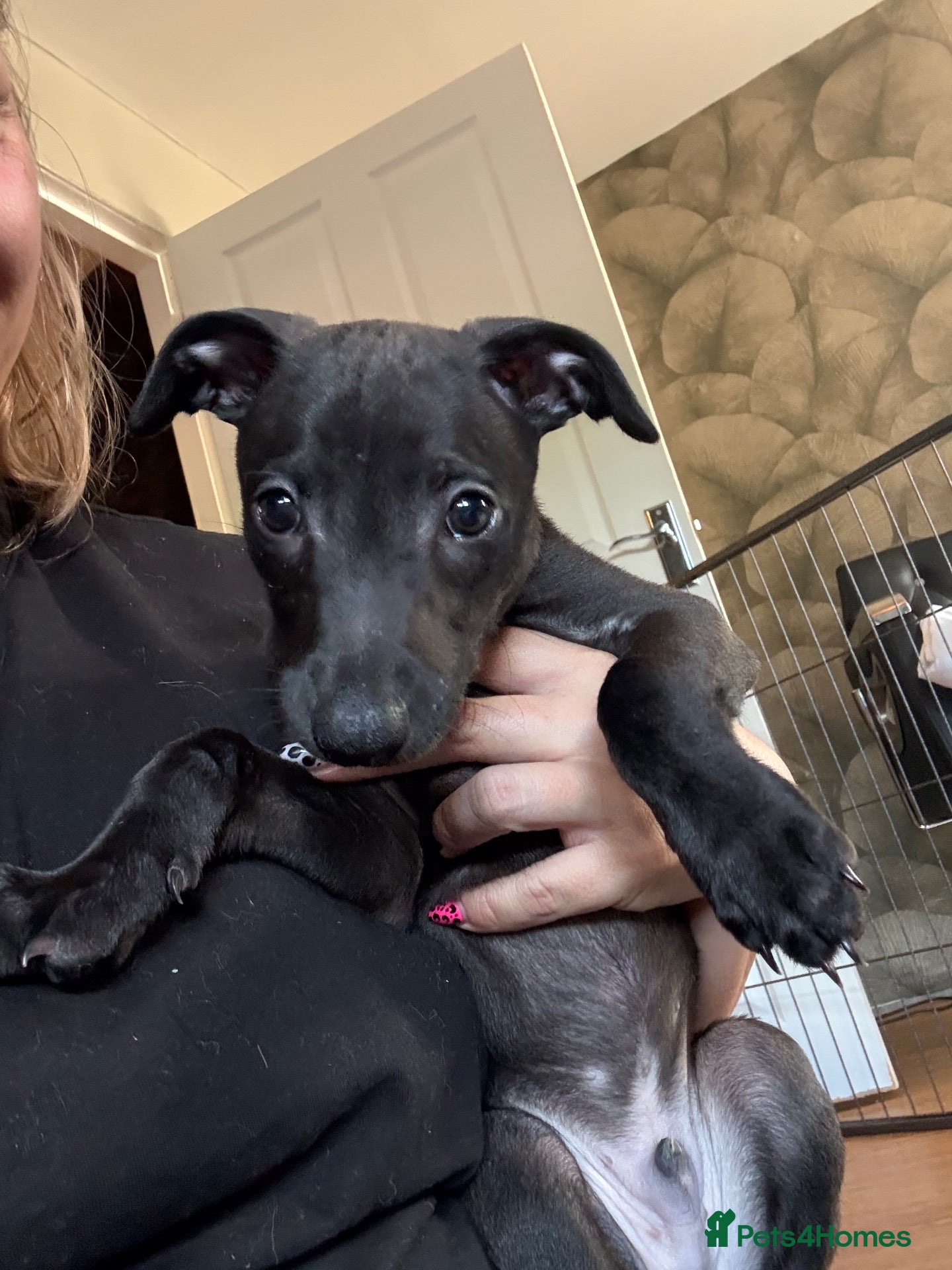 Whippet dogs KC reg Whippet Puppy 🐶  - Advert 2