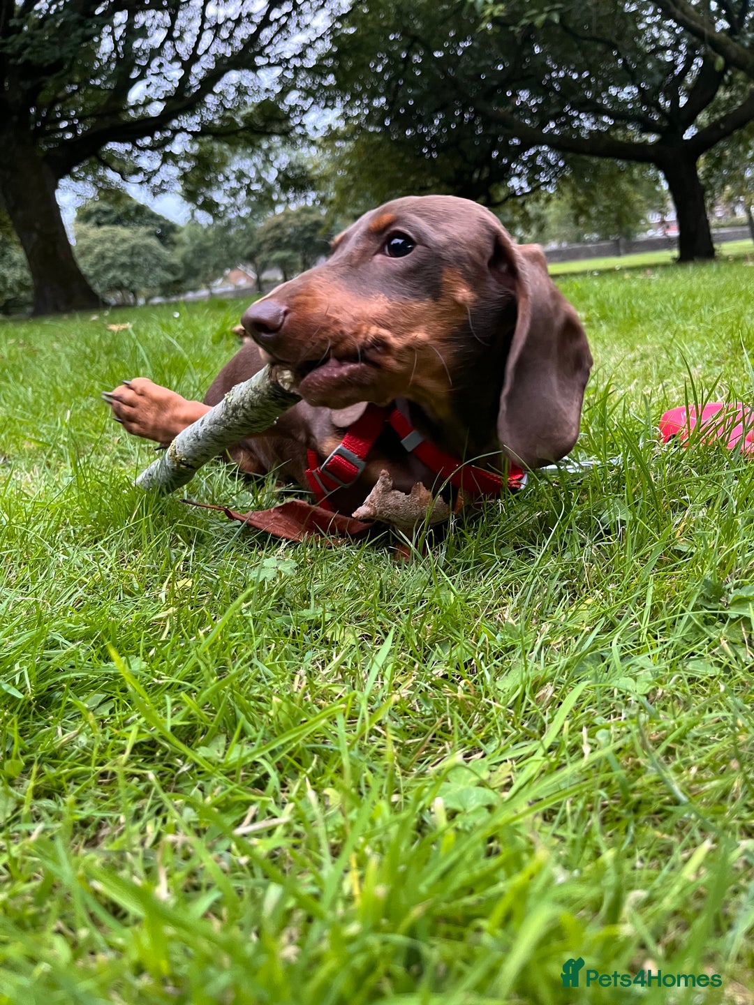 Dachshund dogs for sale: Dollie the Dachshund - Advert 6