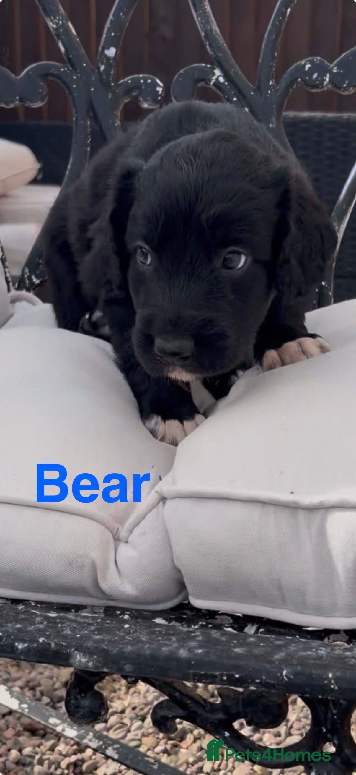 Mixed Breed dogs Beautiful Collie X cocker sprollies DNA health  - Advert 2