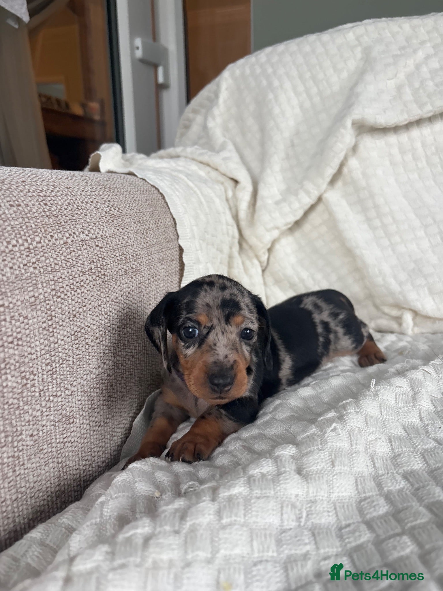 Miniature Dachshund dogs Long hair/short hair miniature dachshund💖 - Advert 2