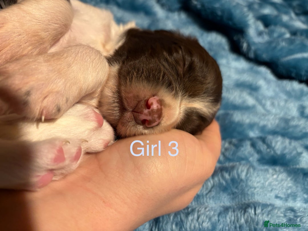 English Springer Spaniel dogs for sale: ✨ KC Registered English Springer Spaniel Puppies ✨ - Advert 11