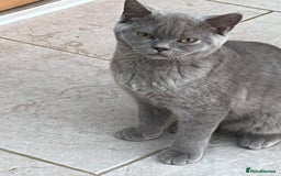 British Shorthair cats for sale: Two British shorthair kittens - Image 5
