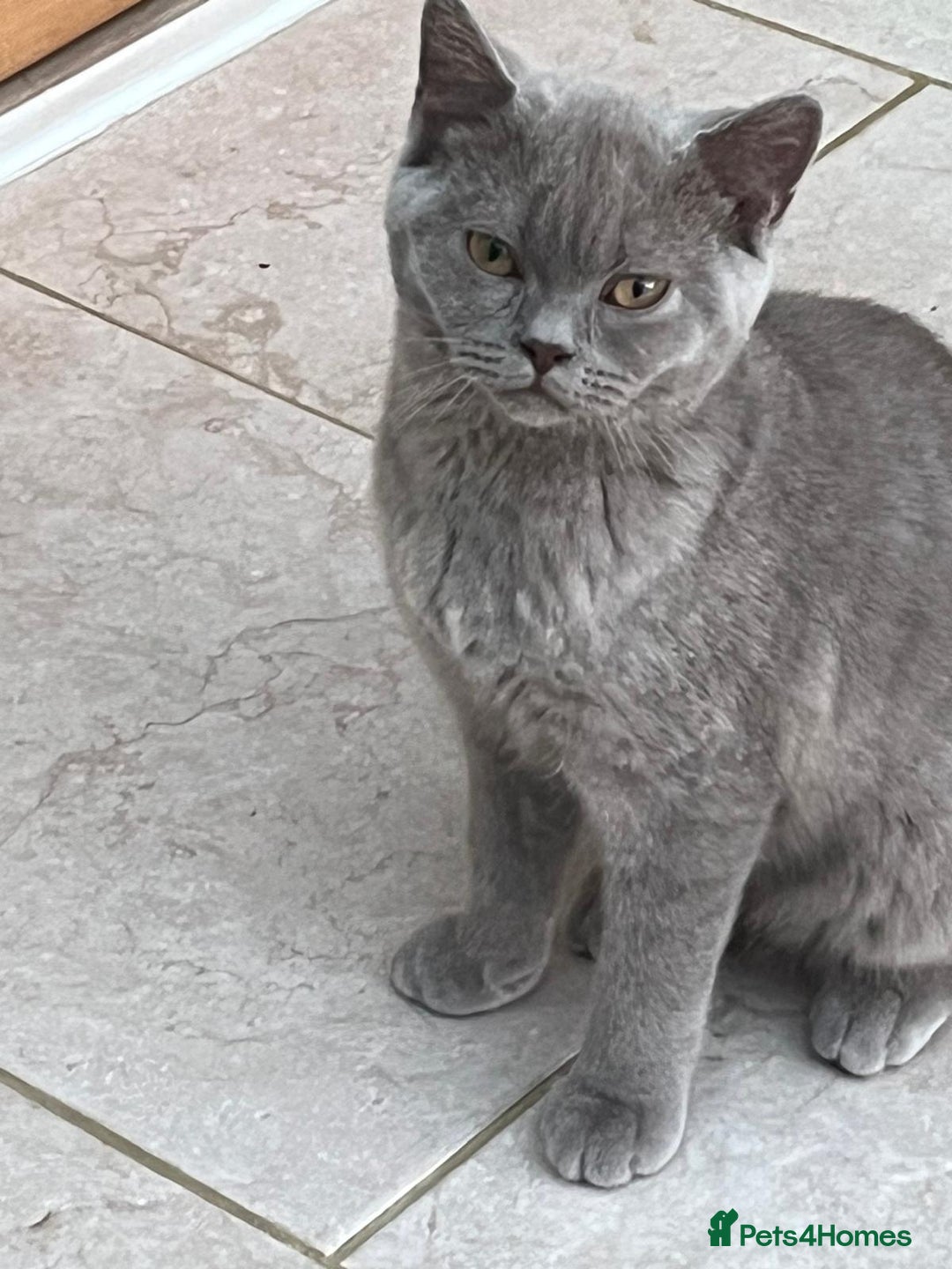 British Shorthair cats for sale: Two British shorthair kittens - Image 5